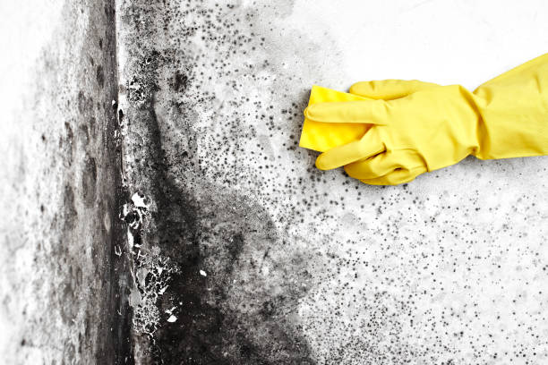 Best Airborne Mold Testing  in Staten Island, NY