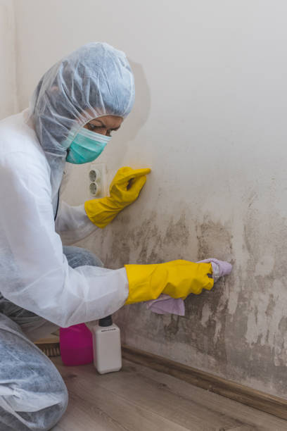 Staten Island, NY Mold Removal Company