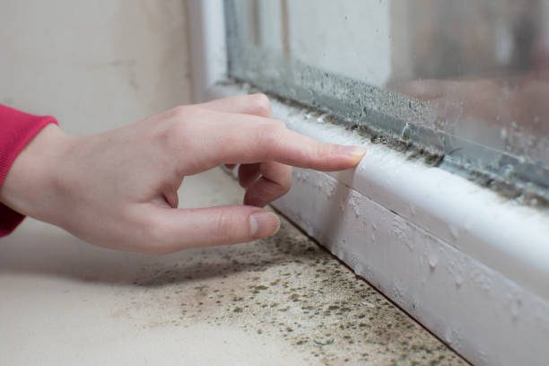 Best Basement Mold Removal  in Staten Island, NY