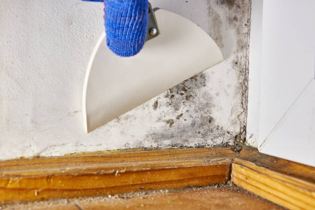 Best Water Damage & Mold Remediation  in Staten Island, NY