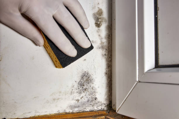 Best Mold-Related Health Consultation  in Staten Island, NY